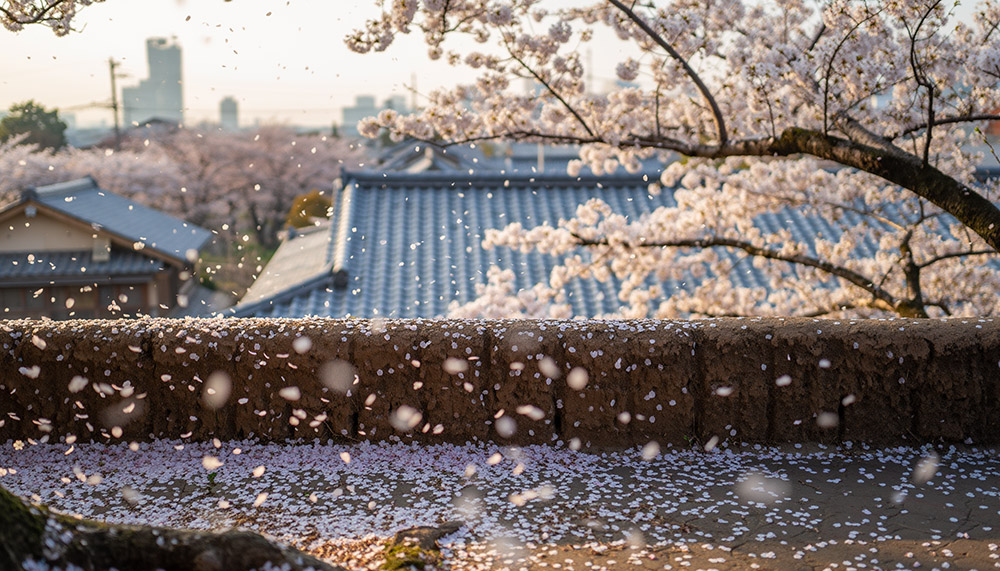 あさのあつこ「おいちシリーズ」の順番 | 関連情報をもっと詳しく